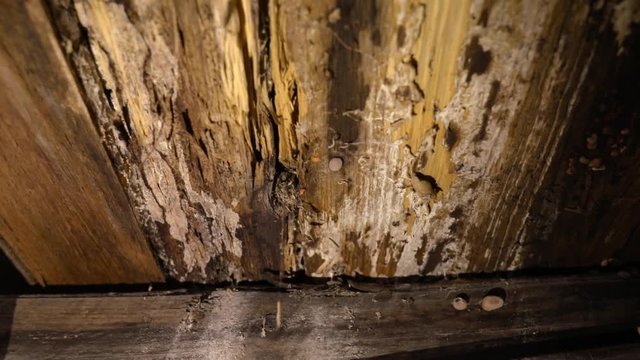 Indoor damp & air quality (IAQ) testing. A close-up & slow-mo clip of condemned wood structural support beams inside a domestic dwelling, rotting & infested with wood decay fungus (lignicolous fungi).