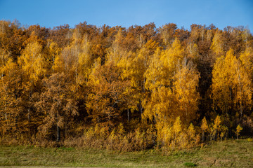 Fototapeta premium landscape autumn forest on a hill