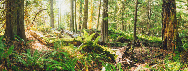 Spectacular autumn forest colours and views of magical light and paths in the woods.  Bowen Island BC Canada.