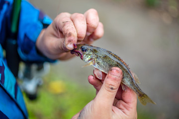 just caught ruff fish in the hands of a young fisherman