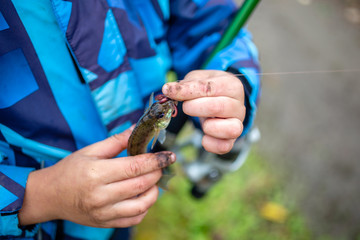 just caught ruff fish in the hands of a young fisherman
