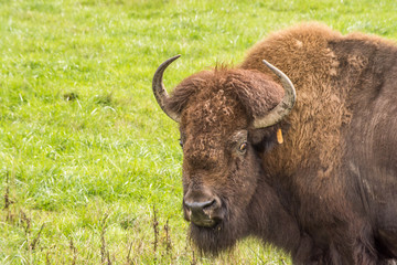 American bison close up glaring in field