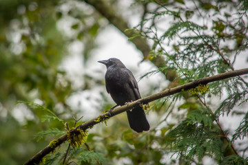 American Crow (Corvus brachyrhynchos) bird high up in tree on branch