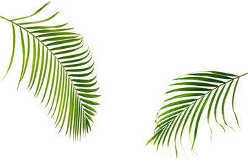 Branch of palm tree isolated on white