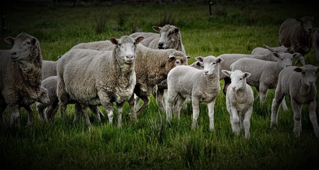 herd of cows grazing in field
