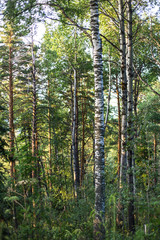 Fototapeta premium trees in the forest