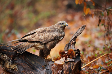 Buzzard perched on a branch