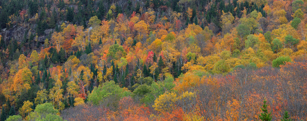 Naklejka na ściany i meble Fall foliage in Quebec mountains