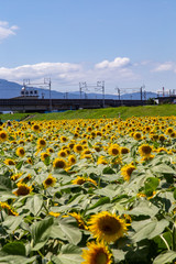 〈岐阜県〉大垣ひまわり畑