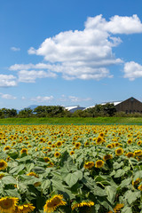 〈岐阜県〉大垣ひまわり畑