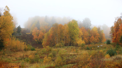 Autumn trees in rural Quebec caught in fog