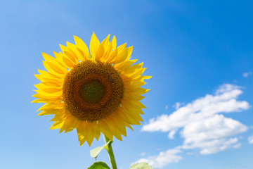 〈岐阜県〉大垣ひまわり畑・一輪