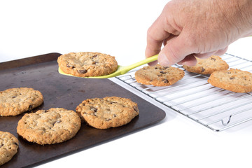 the hand of a baker lifting freshly baked oatmeal raisin cookies from a cookie sheetr to place on a cooling rack isolate don white