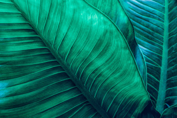 abstract green leaf texture, nature background, tropical leaf