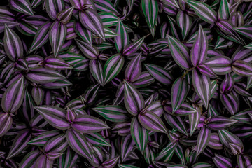 leaves of tradescantia zebrina bosse, abstract purple texture, nature background, tropical leaf