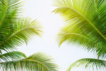 Naklejka premium tropical palm leaf background, coconut palm trees perspective view