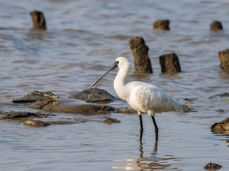 Black-faced Spoonbill flying in waterland