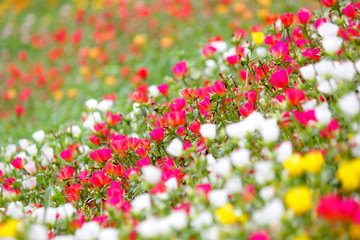colorful common purslane or verdolaga flower in the garden