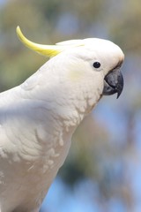 portrait of a parrot