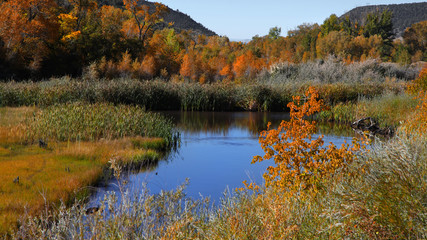 Colorful autumn trees in rural Colorado, Early autumn time