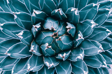 closeup agave cactus, abstract natural pattern background and textures, dark blue toned 