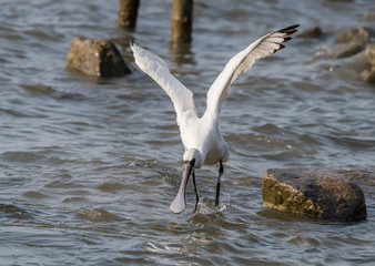 Black-faced Spoonbill flying in waterland