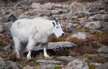 White mountain goat grazing on tundra high on Mount Evans Colorado USA