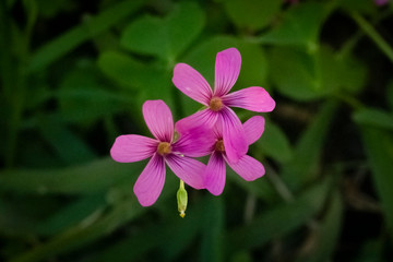 pink flower beatiful