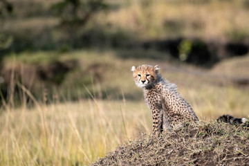 Cheetah cub sitting on a grassy mound looking straight at the camera.  Image taken in the Maasai Mara National Reserve, Kenya.