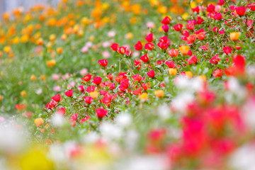 Obraz na płótnie Canvas colorful common purslane or verdolaga flower in the garden