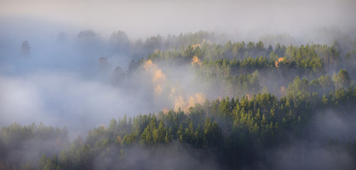 Fog in the forest, view from above, panorama nature