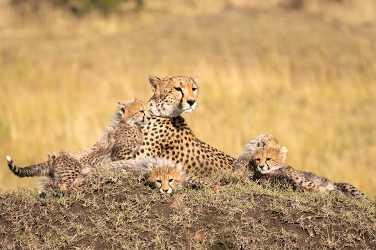 Mother cheetah with young cubs reclining on a grassy mound.  Image taken in the Maasai Mara National Reserve, Kenya.