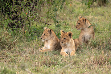 Three young lion cubs sitting in the grass.  Image taken in the Maasai Mara National Reserve, Kenya.