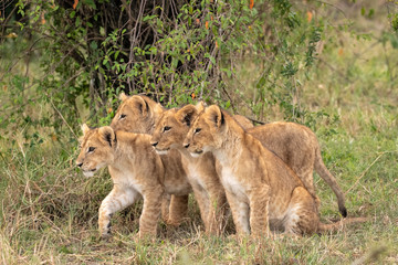 Four young lion cubs sitting in the grass.  Image taken in the Maasai Mara National Reserve, Kenya.