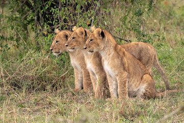 Fototapeta na wymiar Three young lion cubs sitting in a row in the grass. Image taken in the Maasai Mara National Reserve, Kenya.