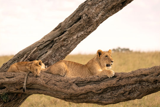 A little lion cub sleeps while its older sibling stands guard on the branch of a fallen tree.  Image taken in the Maasai Mara National Reserve, Kenya.