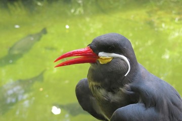 Inca Tern on pond background in Florida zoo, closeup