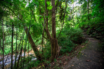 The blurred natural background of colorful twilight in the evening, on the high mountains, with many forests, provide fresh air and preserve the ecology.