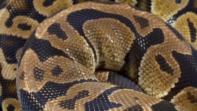 Video of ball royal python on black background