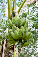 Banana tree with a bunch of growing mature green