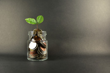 Coins Money in jar Concept Saving financials investment and Business growth Save future,Tree growth on coins in jar