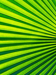 Closeup vivid green palm leaf.