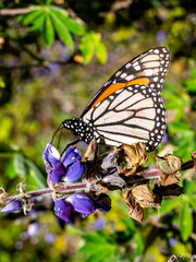 Fototapeta na wymiar A Monarch butterfly rests on a purple flower in Michoacán, Mexico. 