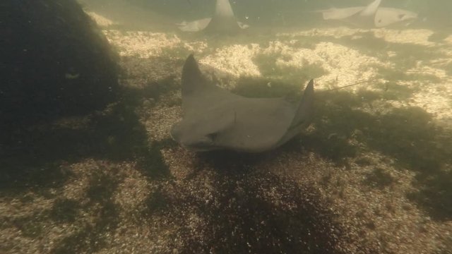 Under Water Slow Motion of Sting Rays Swimming in a tank. 4K
