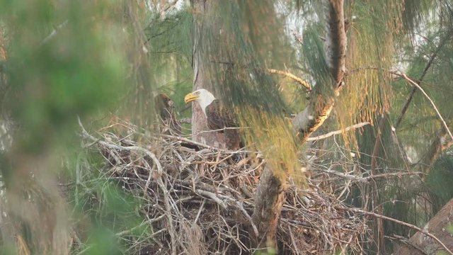 bald eagle feeding baby chicks in nest up in tree branch 3