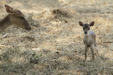 deer and fawn