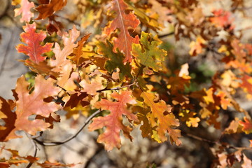 Autumn colors