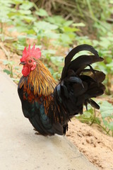 rooster on farm