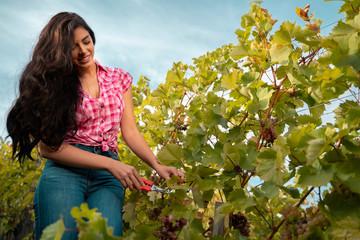 Gorgeous long hair young woman working in vineyard, cutting with scissors  