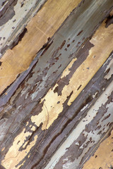 Abstract wood texture with peeling paint  background 